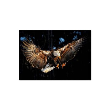 Cakapuzzle Avına Hücum Eden Kartal Görseli Puzzle