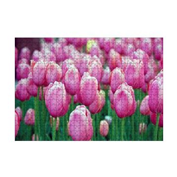 Cakapuzzle Bahçede Pembe Laleler 120 Parça Ahşap Puzzle