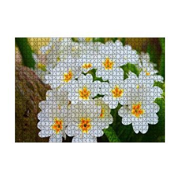 Cakapuzzle Bayaz Çuha Çiçeği Görseli 120 Parça Ahşap Puzzle