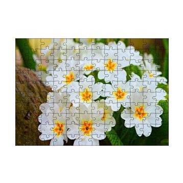 Cakapuzzle Bayaz Çuha Çiçeği Görseli 120 Parça Ahşap Puzzle