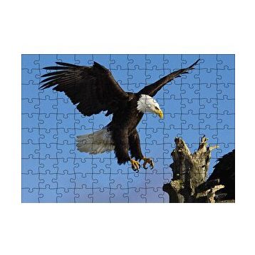 Cakapuzzle Beyaz Başlı Kartal Konuşu Puzzle