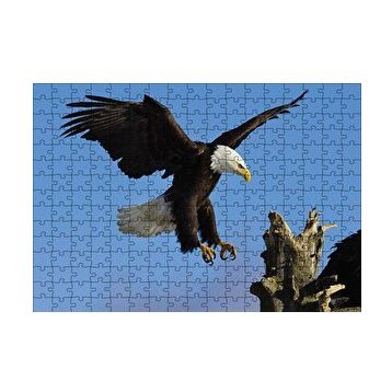 Cakapuzzle Beyaz Başlı Kartal Konuşu Puzzle
