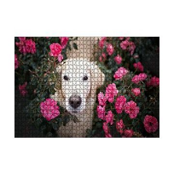 Cakapuzzle Beyaz Golden Retriever Çiçekler Arasında 120 Parça Ahşap Puzzle