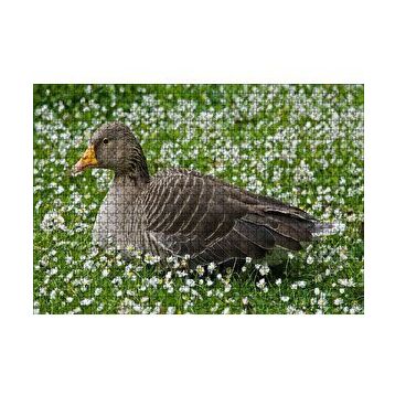 Cakapuzzle Beyaz Papatyalar Arasındaki Kaz 120 Parça Ahşap Puzzle