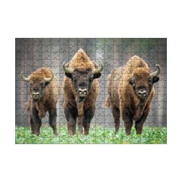 Cakapuzzle Bieszczady Bizonu Görseli 120 Parça Ahşap Puzzle