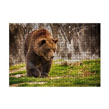 Cakapuzzle Boz Ayı Ormanda 120 Parça Ahşap Puzzle