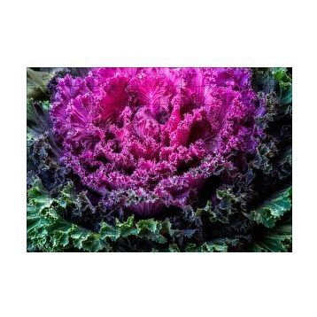 Cakapuzzle Brassica Oleracea Yaprakları 120 Parça Ahşap Puzzle