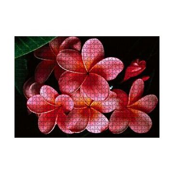 Cakapuzzle Büyük Kırmızı Yapraklı Plumeria Çiçeği 120 Parça Ahşap Puzzle