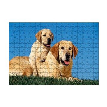 Cakapuzzle Çayırda Anne Labrador ve Yavrusu 120 Parça Ahşap Puzzle