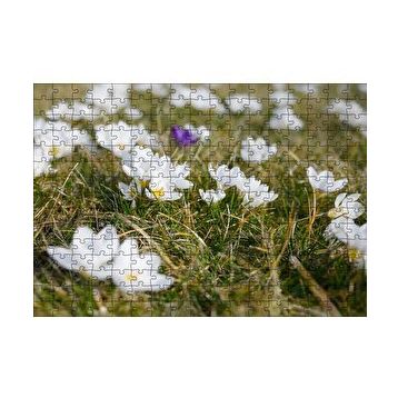 Cakapuzzle Çayırda Beyaz Çiğdem Çiçekleri 120 Parça Ahşap Puzzle