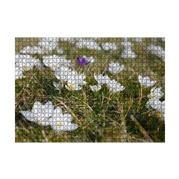 Cakapuzzle Çayırda Beyaz Çiğdem Çiçekleri 120 Parça Ahşap Puzzle