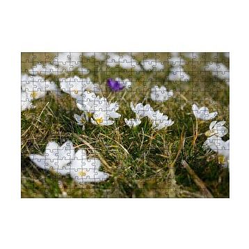 Cakapuzzle Çayırda Beyaz Çiğdem Çiçekleri 120 Parça Ahşap Puzzle