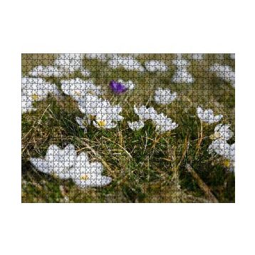 Cakapuzzle Çayırda Beyaz Çiğdem Çiçekleri 120 Parça Ahşap Puzzle