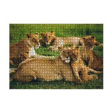 Cakapuzzle Çayırda Dişi Aslanlar ve Yavruları 120 Parça Ahşap Puzzle