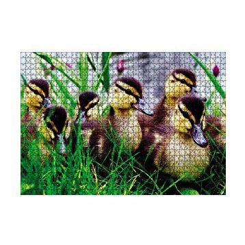 Cakapuzzle Çayırda Ördek Yavruları 120 Parça Ahşap Puzzle