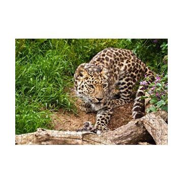 Cakapuzzle Çayırdaki Leopar Pusuda 120 Parça Ahşap Puzzle