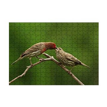 Cakapuzzle Dalda Dişisini Besleyen Saka Kuşu 120 Parça Ahşap Puzzle