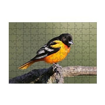 Cakapuzzle Dalda Turuncu Siyah Egzotik Kuş 120 Parça Ahşap Puzzle