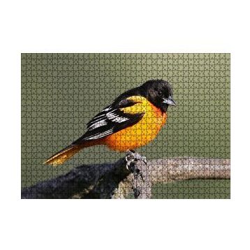 Cakapuzzle Dalda Turuncu Siyah Egzotik Kuş 120 Parça Ahşap Puzzle