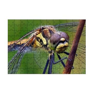 Cakapuzzle Dişi Yusufçuk Makro Çekim 120 Parça Ahşap Puzzle