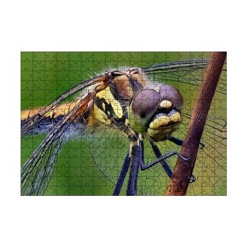 Cakapuzzle Dişi Yusufçuk Makro Çekim 120 Parça Ahşap Puzzle