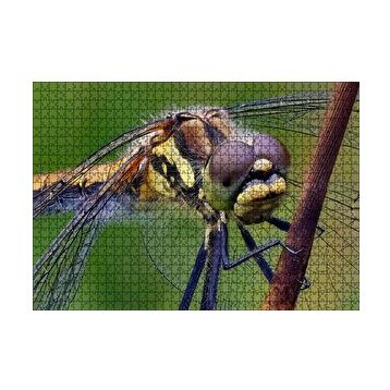 Cakapuzzle Dişi Yusufçuk Makro Çekim 120 Parça Ahşap Puzzle