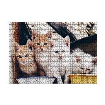 Cakapuzzle Eski Pencerede Sarı ve Beyaz Yavru Kediler 120 Parça Ahşap Puzzle
