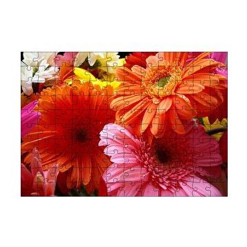 Cakapuzzle Gerbera Çiçekleri Turunculu Pembeli 120 Parça Ahşap Puzzle