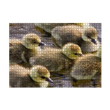 Cakapuzzle Gölde Yüzen Sarı Ördek Yavruları 120 Parça Ahşap Puzzle