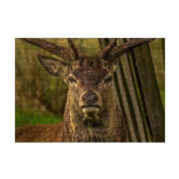 Cakapuzzle Görkemli Geyik Yakın Çekim 120 Parça Ahşap Puzzle
