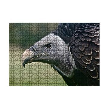 Cakapuzzle Gri Başlı Siyah Akbaba Yakın Çekim 120 Parça Ahşap Puzzle