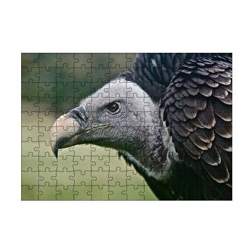 Cakapuzzle Gri Başlı Siyah Akbaba Yakın Çekim 120 Parça Ahşap Puzzle