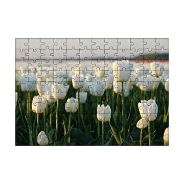 Cakapuzzle Gündoğumunda Beyaz Laleler 120 Parça Ahşap Puzzle