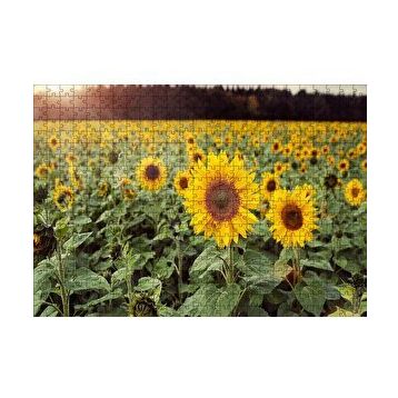 Cakapuzzle Günebakan Tarlası 120 Parça Ahşap Puzzle