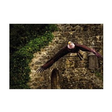 Cakapuzzle Havada Süzülen Kartal 120 Parça Ahşap Puzzle