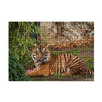 Cakapuzzle Hayvanat Bahçesinde Kaplan 120 Parça Ahşap Puzzle