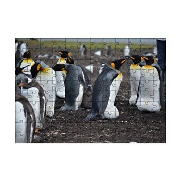 Cakapuzzle İmparator Penguenleri ve Yavru 120 Parça Ahşap Puzzle