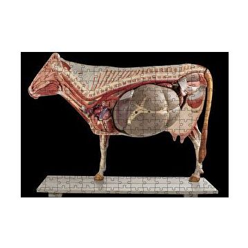 Cakapuzzle İneğin İç Organlarının Görseli 120 Parça Ahşap Puzzle