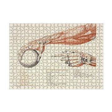 Cakapuzzle İnsan Anatomisi El Kol Görseli 120 Parça Ahşap Puzzle