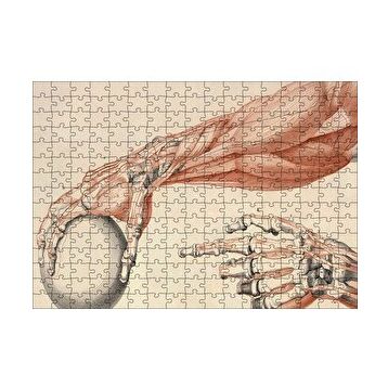 Cakapuzzle İnsan Anatomisi El Ve Kol Bilye Görseli 120 Parça Ahşap Puzzle