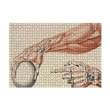 Cakapuzzle İnsan Anatomisi El Ve Kol Bilye Görseli 120 Parça Ahşap Puzzle