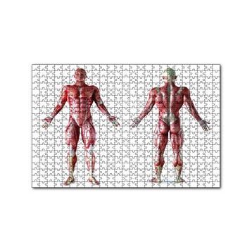 Cakapuzzle İnsan Kas Anatomisi 120 Parça Ahşap Puzzle