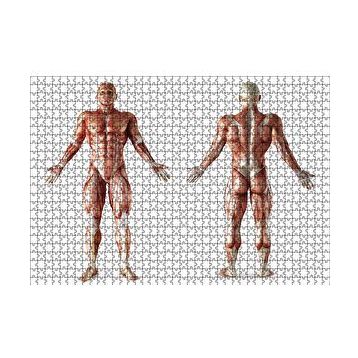 Cakapuzzle İnsan Kas Anatomisi 120 Parça Ahşap Puzzle