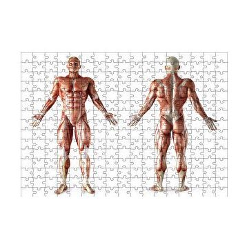 Cakapuzzle İnsan Kas Anatomisi 120 Parça Ahşap Puzzle