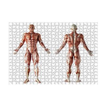 Cakapuzzle İnsan Kas Anatomisi 120 Parça Ahşap Puzzle