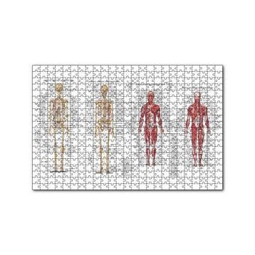 Cakapuzzle İskelet Kas Sistemi Çizimi Ve İsimlendirmesi Görseli 120 Parça Ahşap Puzzle