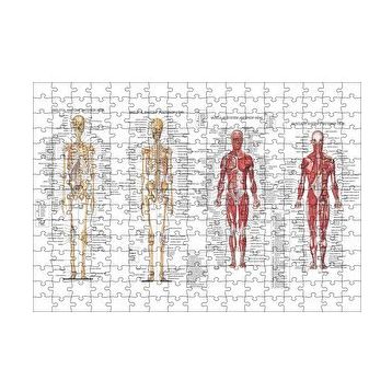 Cakapuzzle İskelet Kas Sistemi Çizimi Ve İsimlendirmesi Görseli 120 Parça Ahşap Puzzle