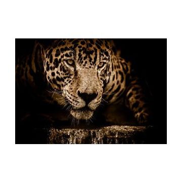 Cakapuzzle Jaguar Pusuda Yakın Plan 255 Parça Puzzle