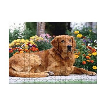 Cakapuzzle Kahverengi Golden Rertriever ve Çiçekler 255 Parça Puzzle