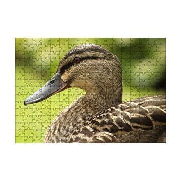 Cakapuzzle Kahverengi Ördek Yakın Plan 255 Parça Puzzle